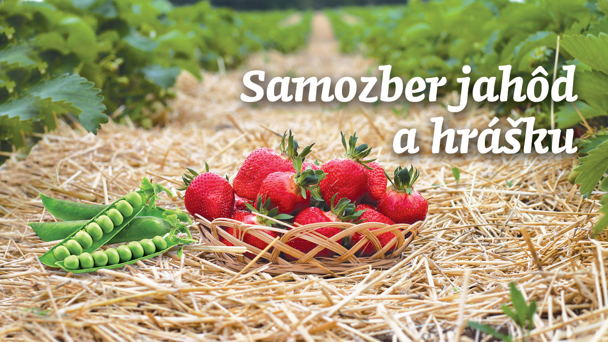 Samozber jahôd 2021 FB cover bez listov